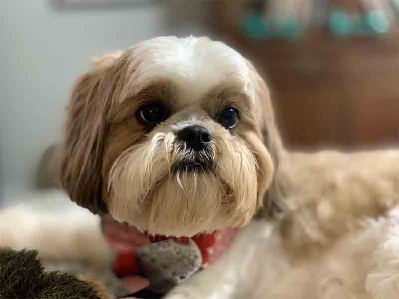 What is the best small indoor dog?